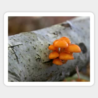 Orange Fungus Sticker